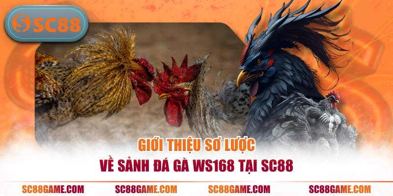 Giới thiệu sơ lược về sảnh đá gà WS168 tại SC88